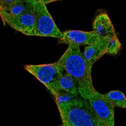 Staufen Antibody, Novus Biologicals 0.1mL; Unlabeled:Antibodies, Polyclonal